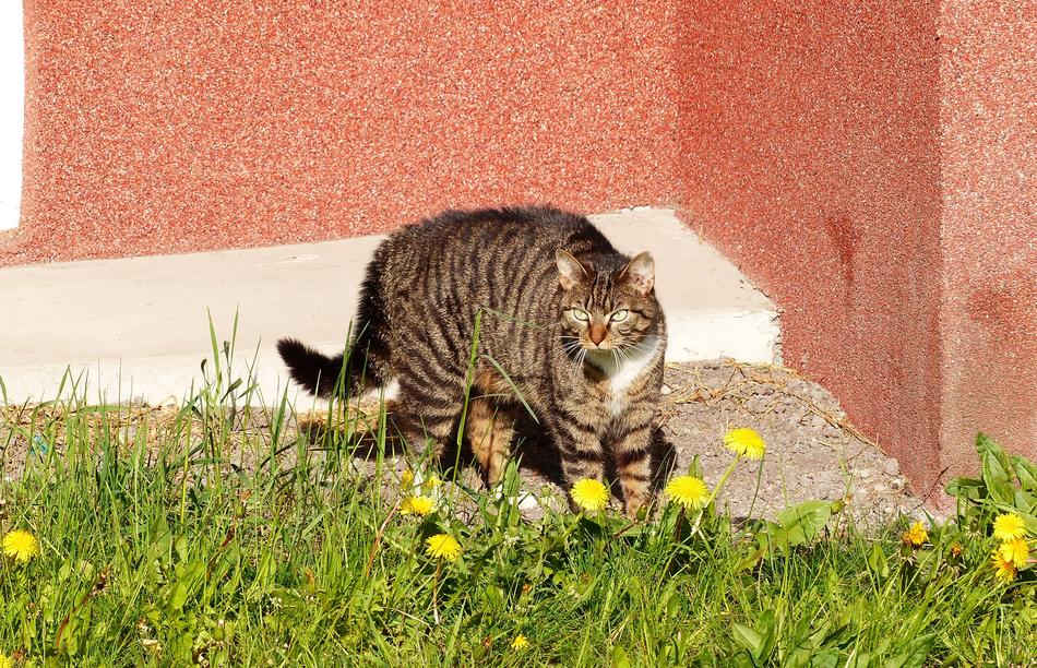 Nature Lawn Animals