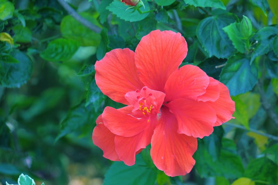 Nature Plant Flower