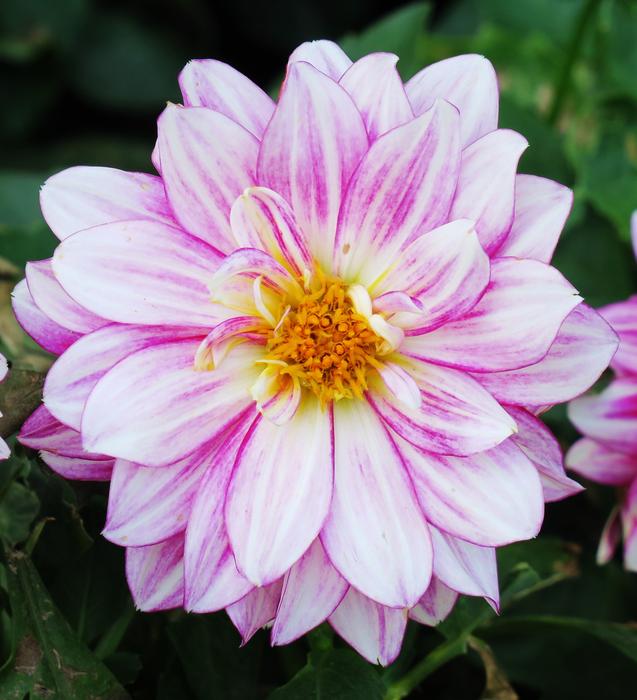 Flower Plant Nature