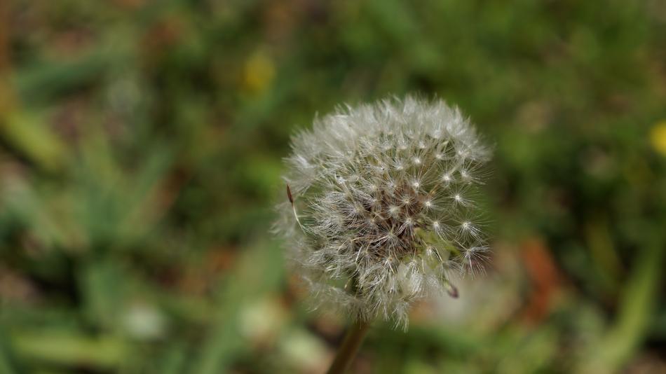 Nature Flora Flower