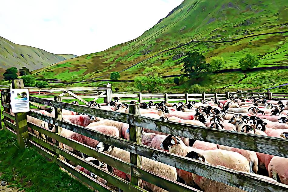 agriculture farm nature field