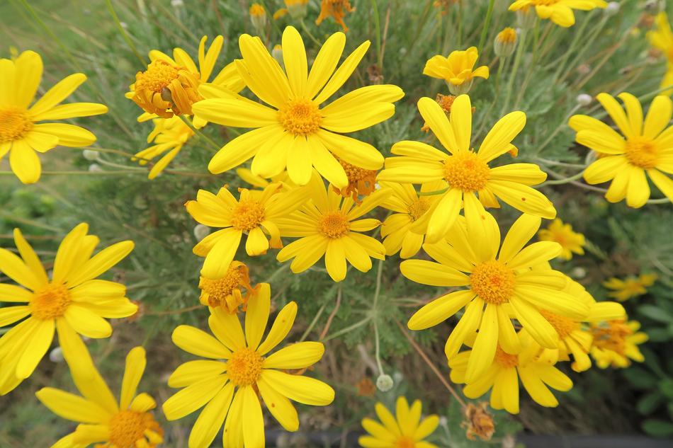 Yellow Flower Doga