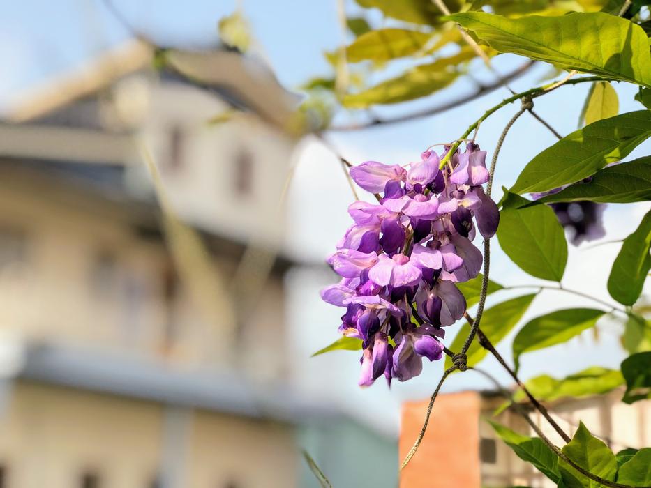 flower against the background of the building