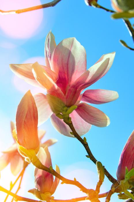Flower Plant Nature