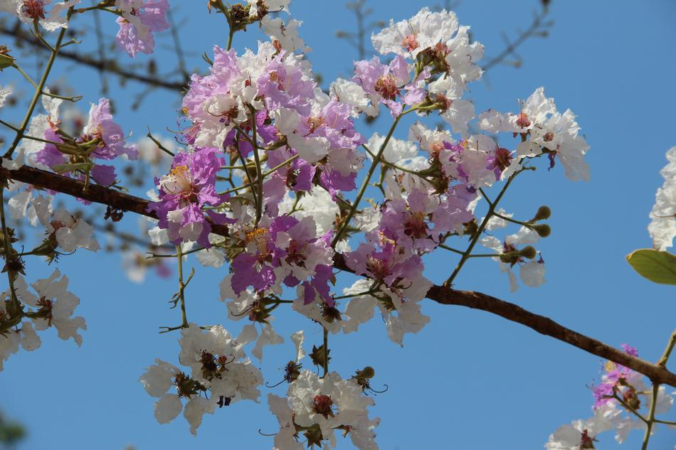 Flowers Pretty