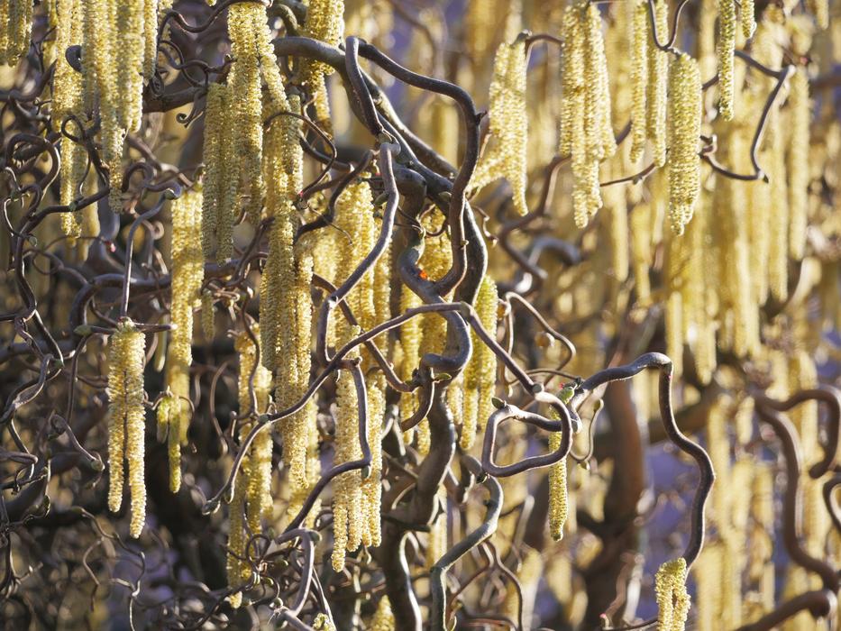 Lamb'S Tail Heyday Corkscrew Hazel