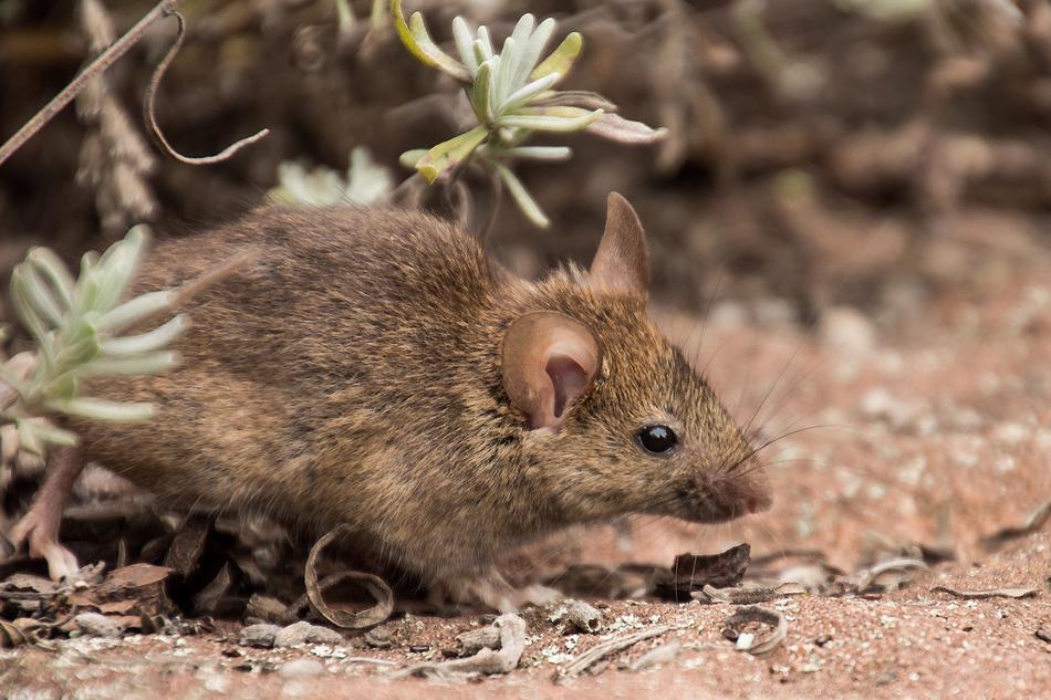 Field Mouse Nature