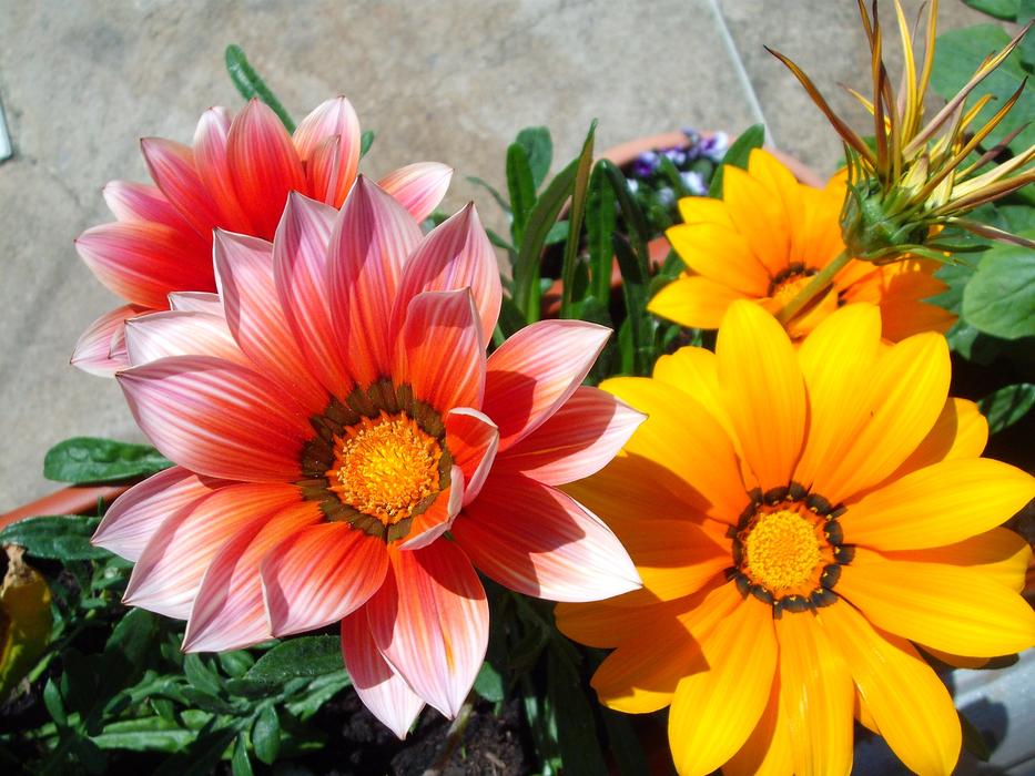 Flowers Orange Nature