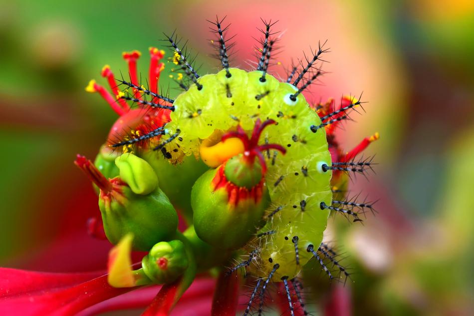 Nature Insect Flower