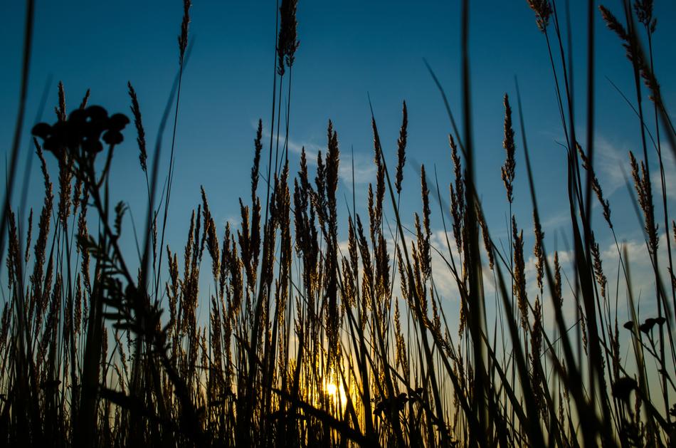 silhouette of grass in sunlight