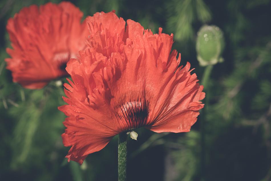 Poppy Orange Flower