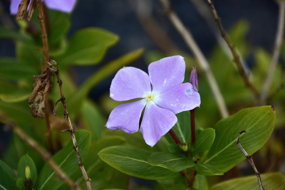 Shrub Flower Plant