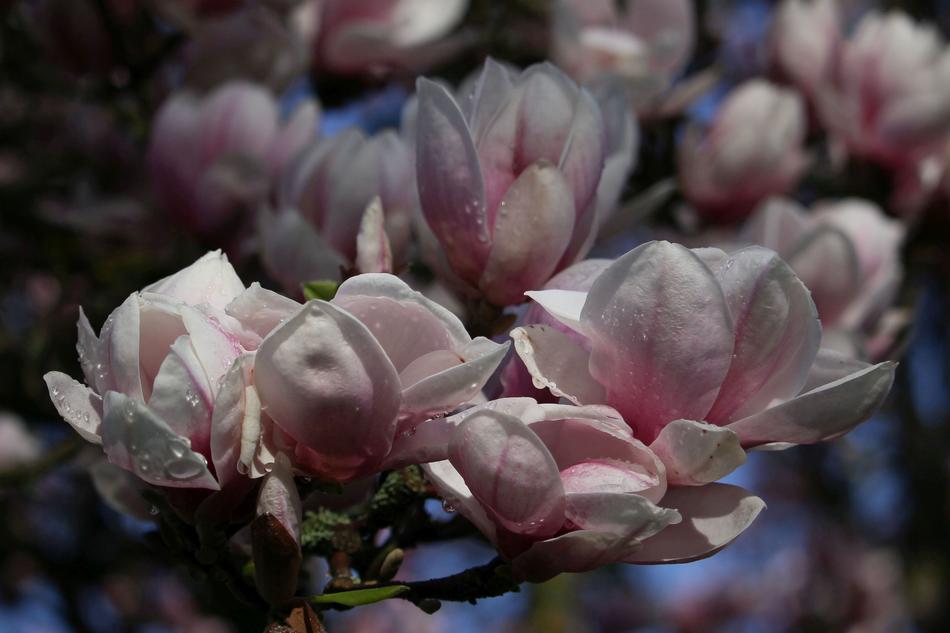 Magnolia Flowers Flower
