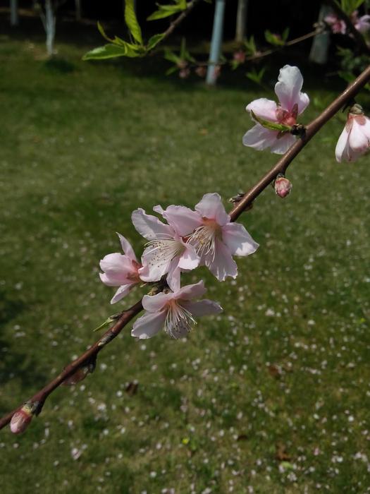 Flower Nature Plant