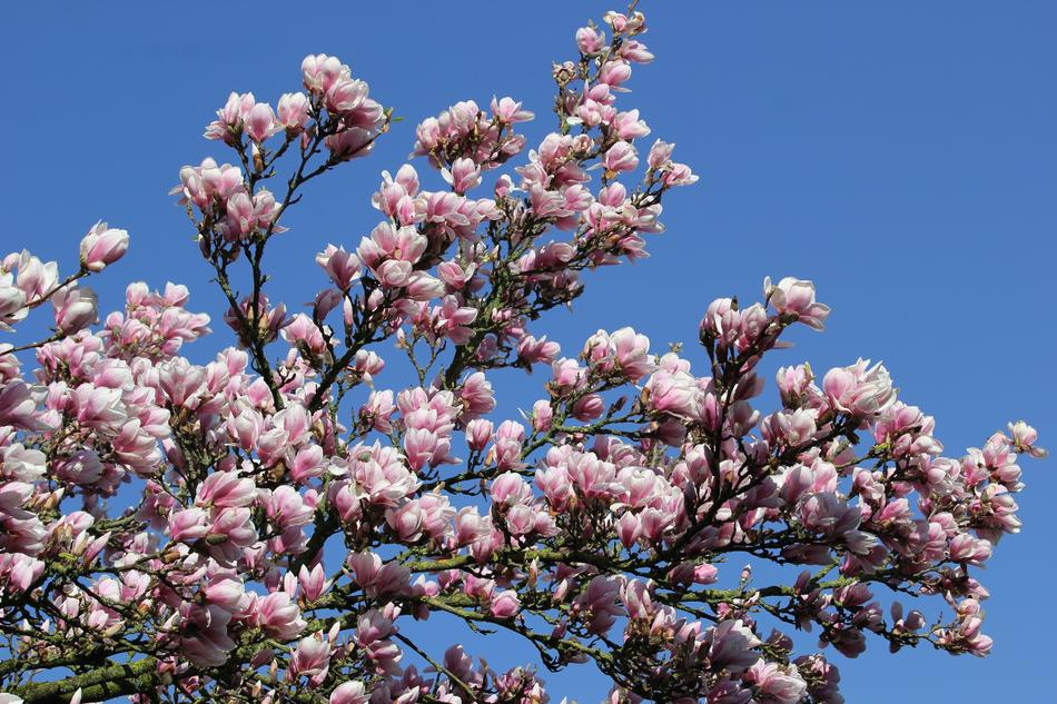 sakura blossoms trees sky
