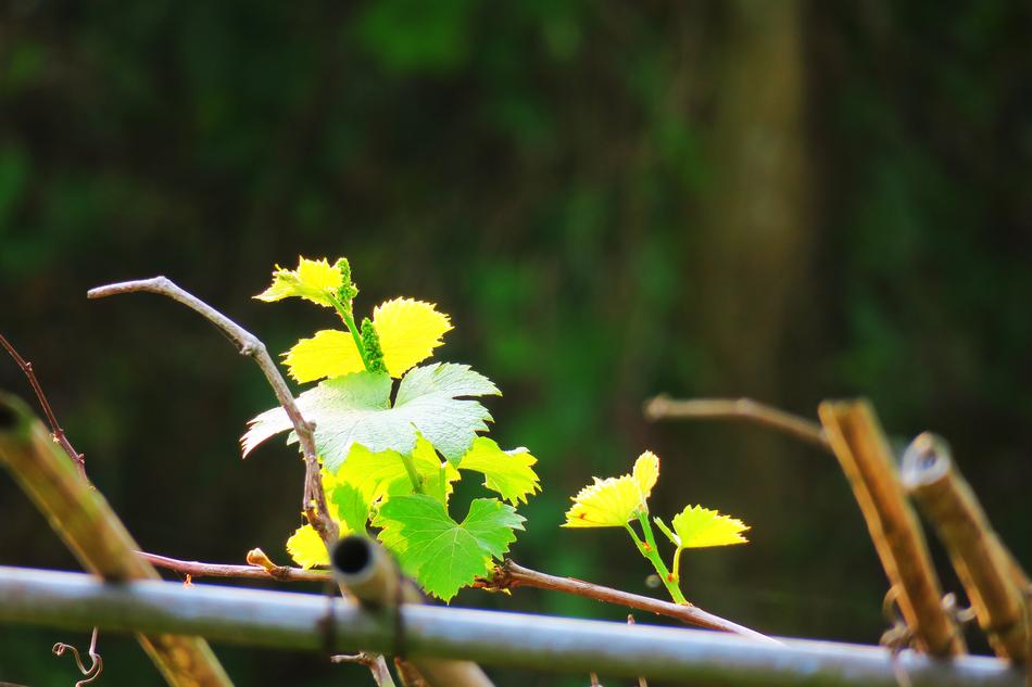 Nature Leaf Plant