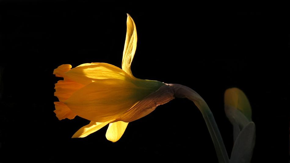 Narcissus Daffodil Nature Yellow