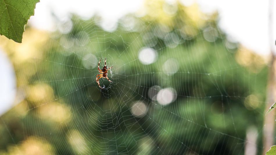 Nature Wallpaper Insect