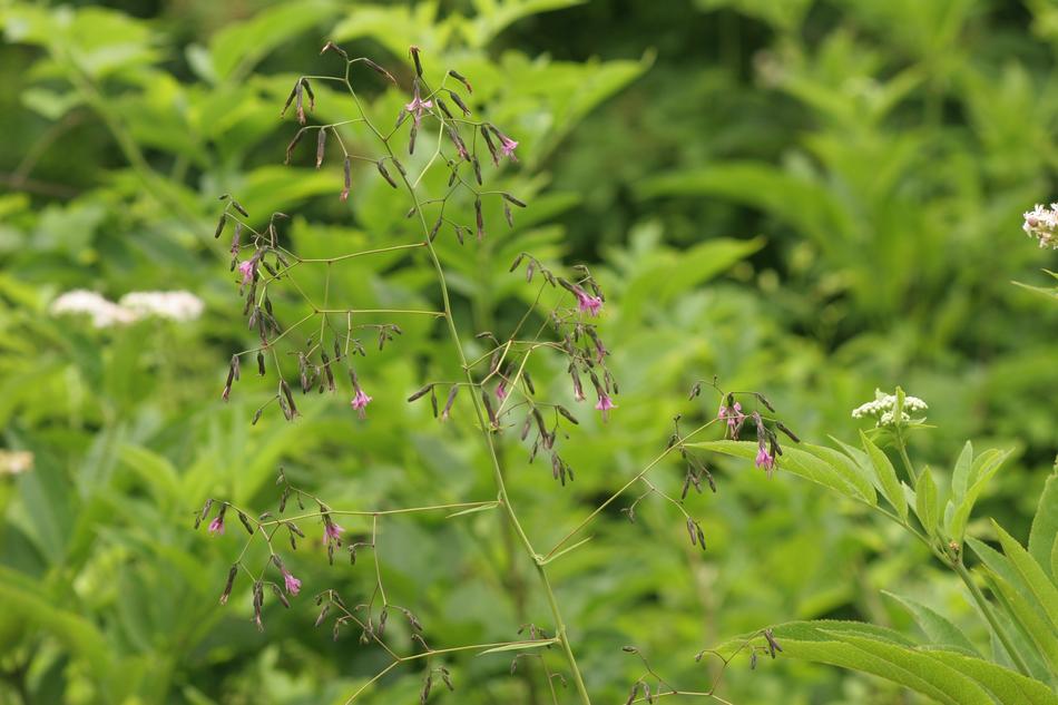 Green Plant Forest
