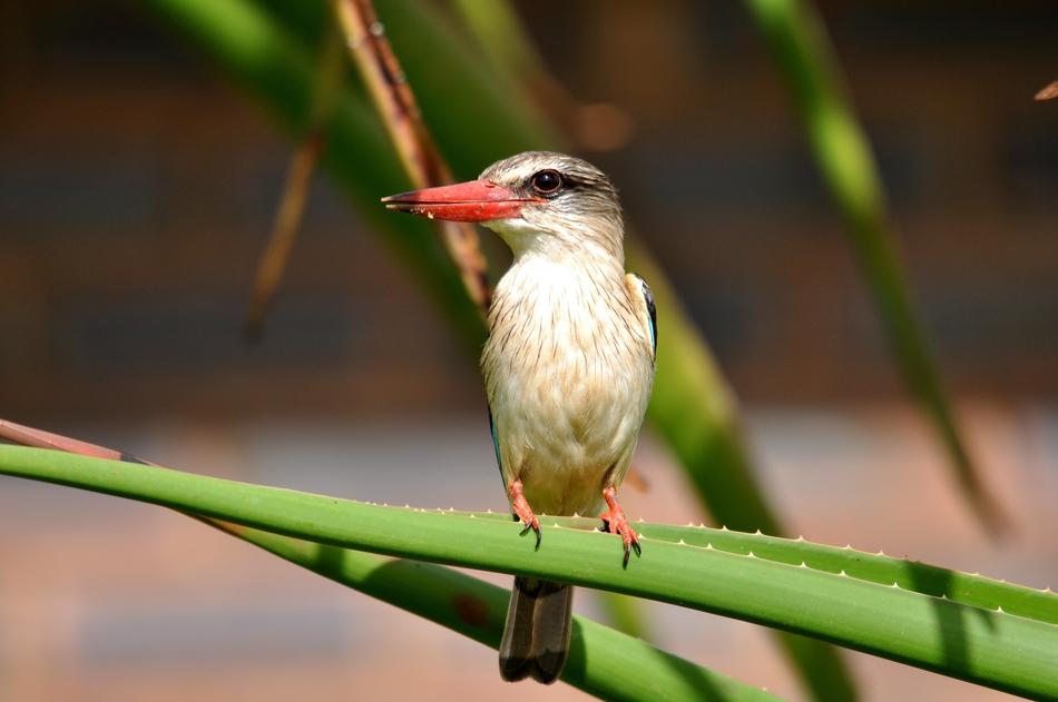 a small bird in the grass