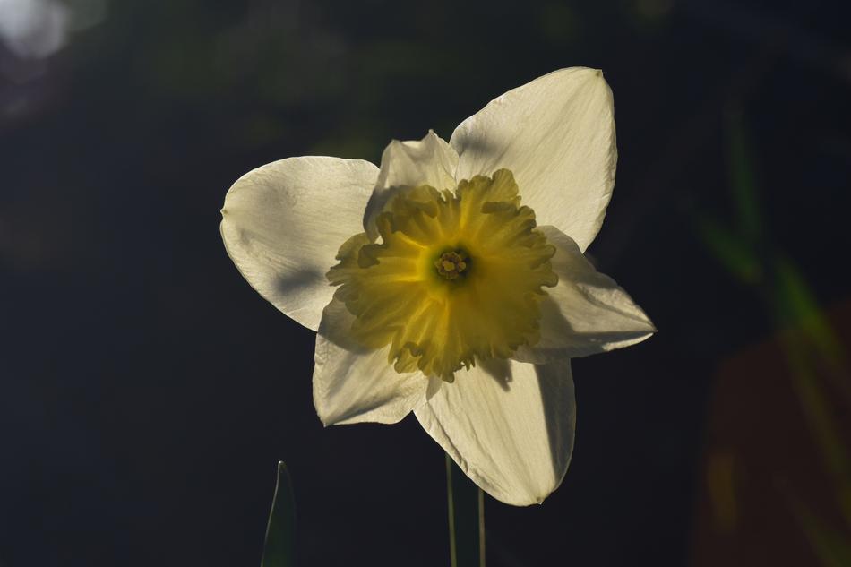 Narcissus Backlighting Yellow