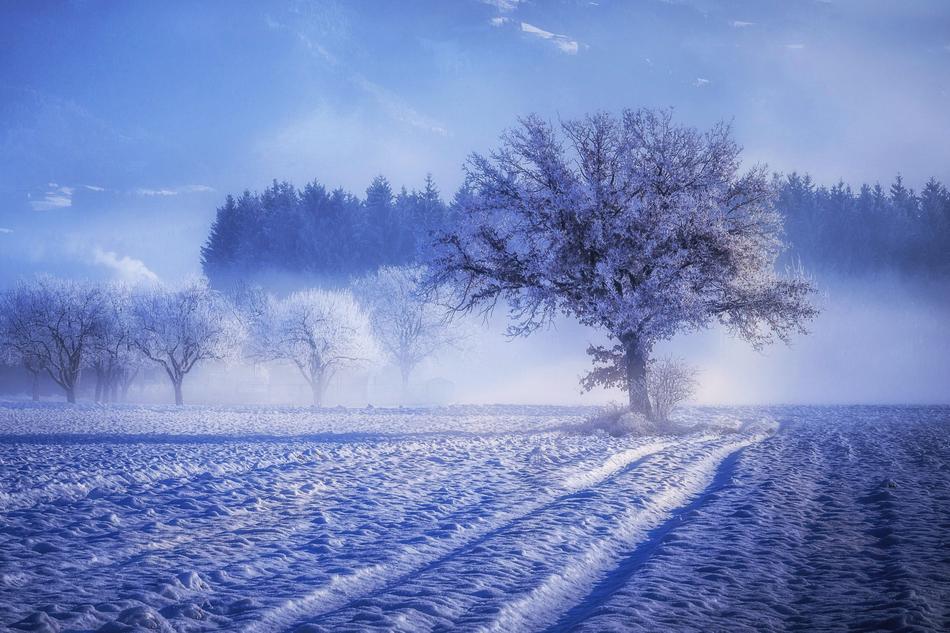 Tree Fog Landscape