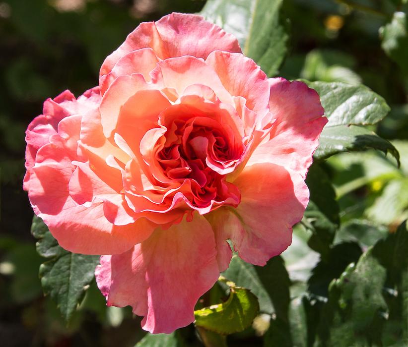 Rose Bloom Flower
