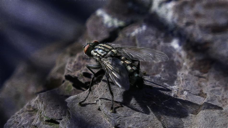 Fractalius Carnivore Fly