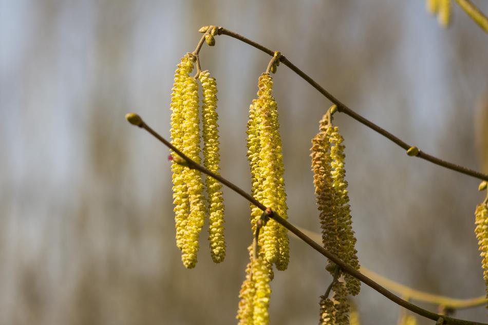 Nature Plant Tree