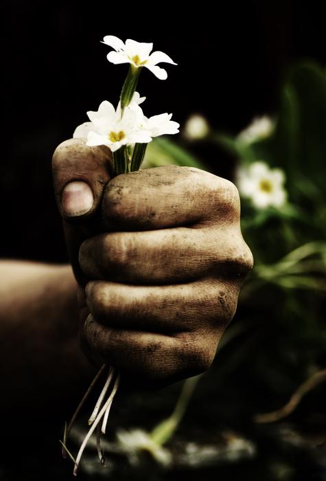 Thank You Flower Plant