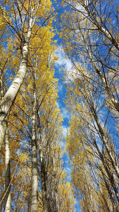 Tree Wood Nature