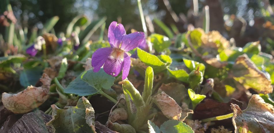 Nature Plant Flower