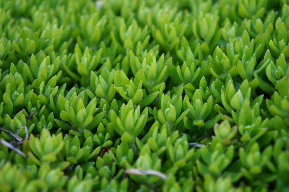 Flora Nature Growth