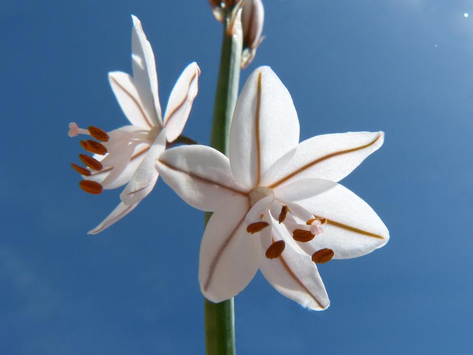 Flower Nature Plant