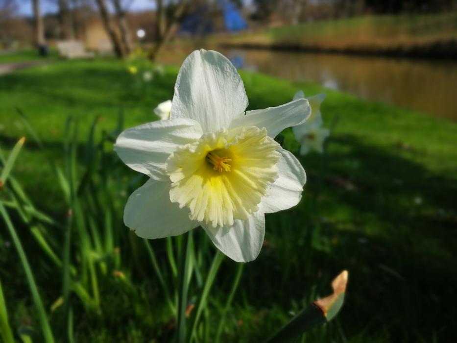 Nature Flower Plant