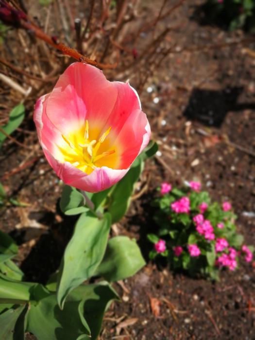 Nature Flower Plant