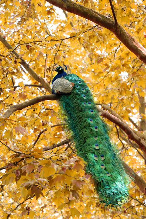 incredible peacock in the autumn forest