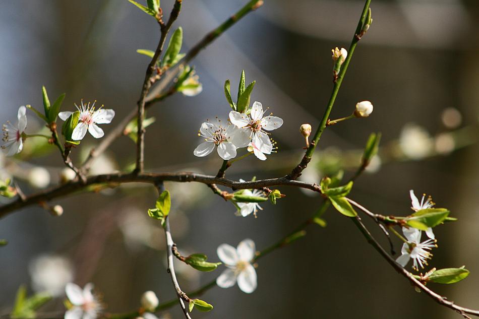Flower Nature Plant
