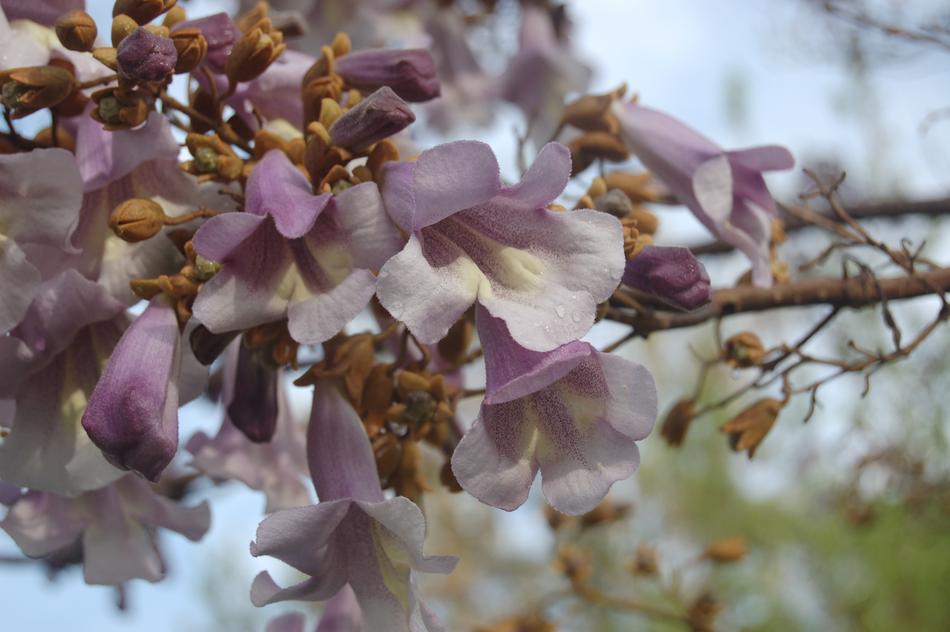 Flower Branch Plant