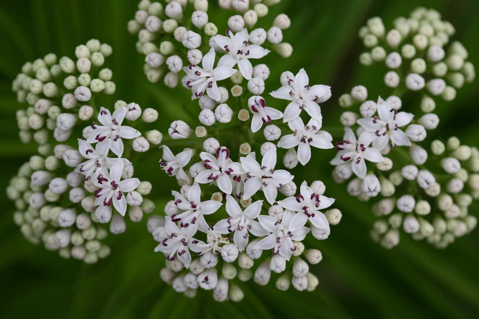 white little flowers a lot