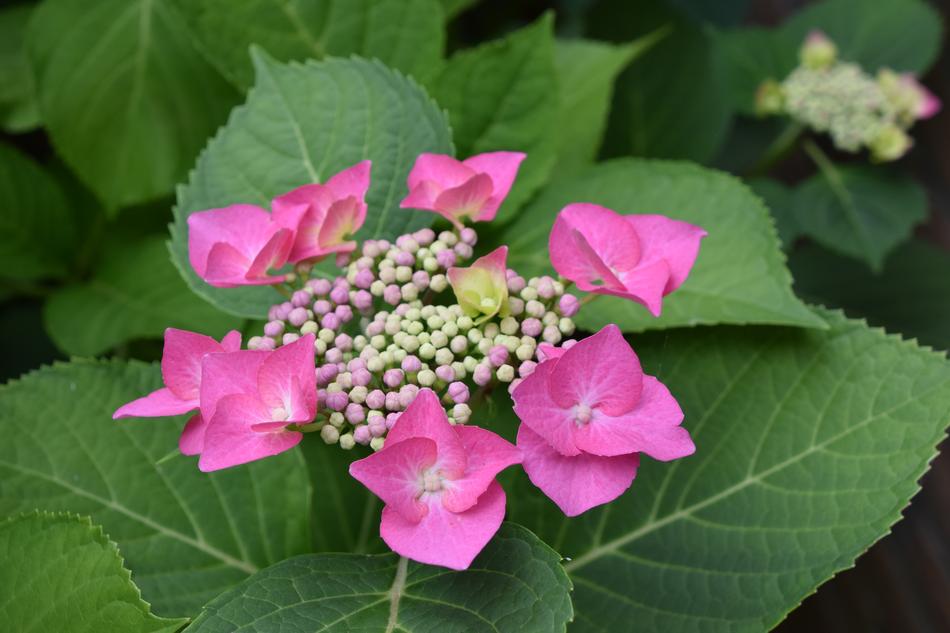 Flower Pink Nature