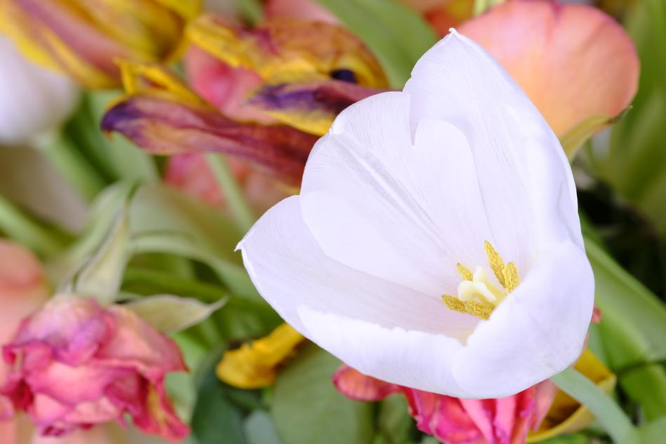 Tulip Tulipa Lilies