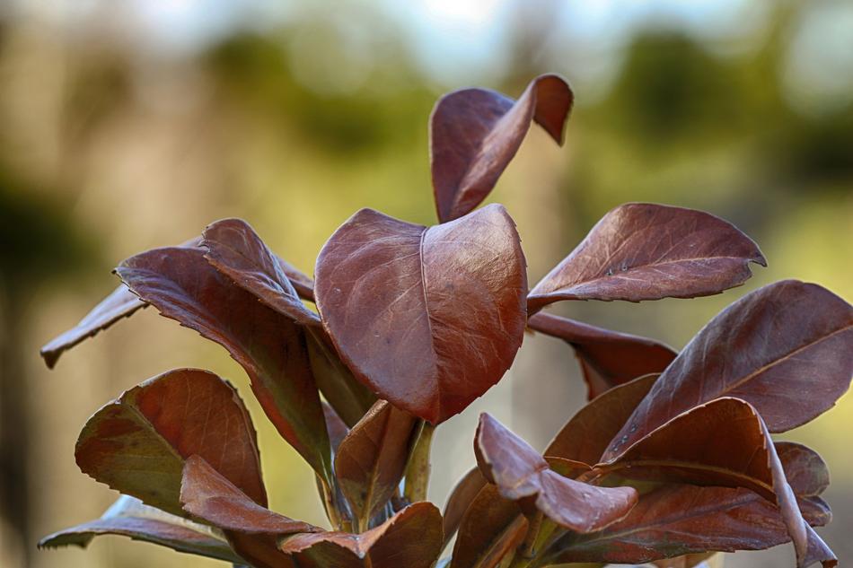 Nature Leaf Flora