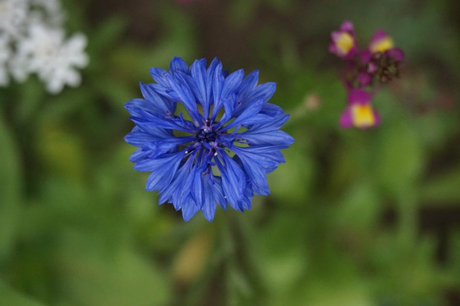 Nature Flower Plant