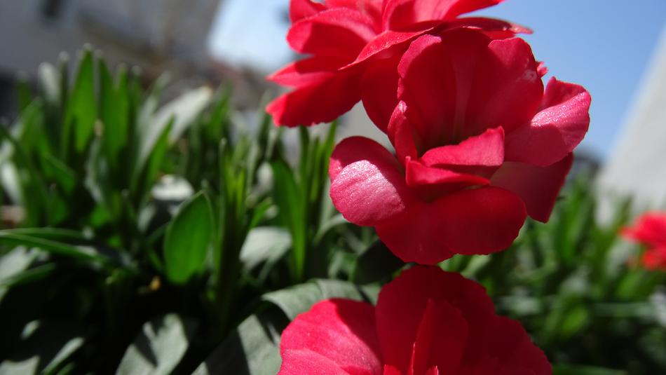 red flower on a bush