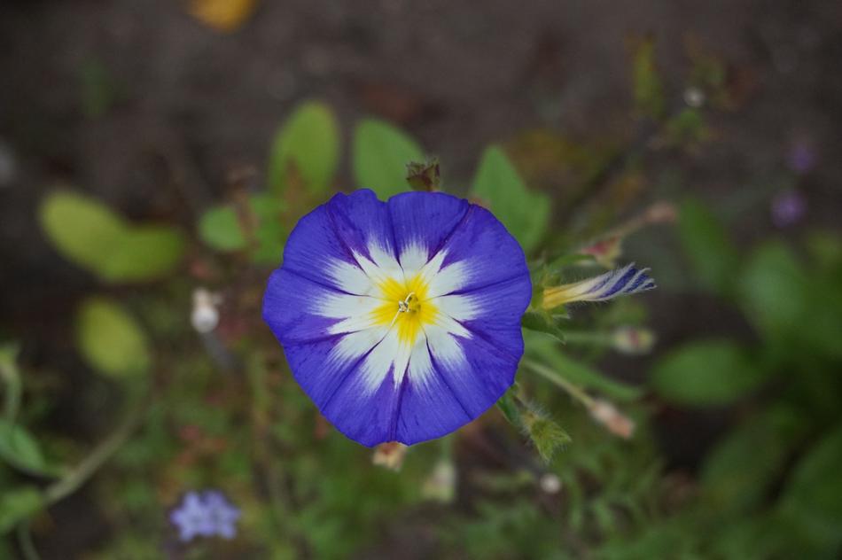 Flower Nature Plant