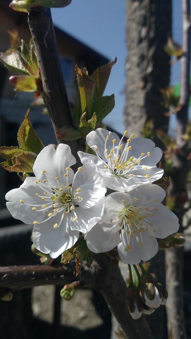 Flower Tree Flora
