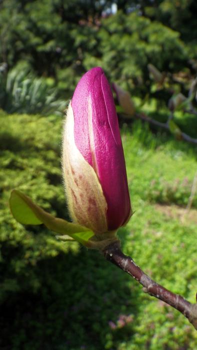 Flower Nature Plant