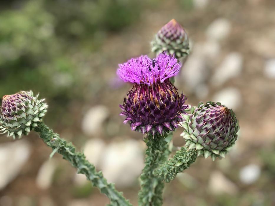 Plant Purple Flower
