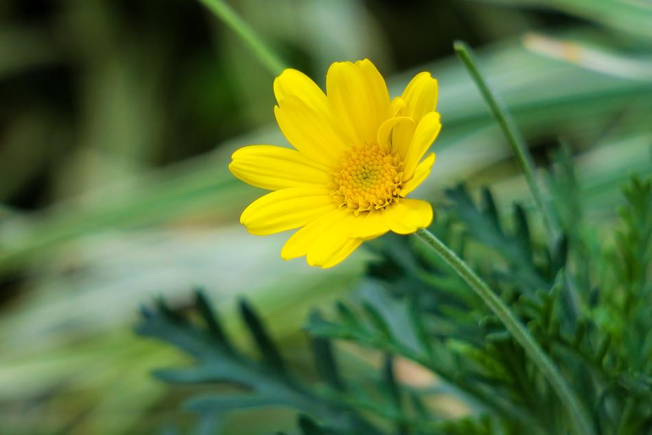 Nature Plant Summer